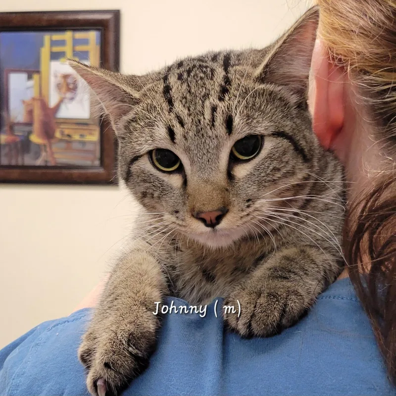 A young small-sized male Tabby (Brown / Chocolate) Tabby cat named Johnny for adoption in Mazon, IL