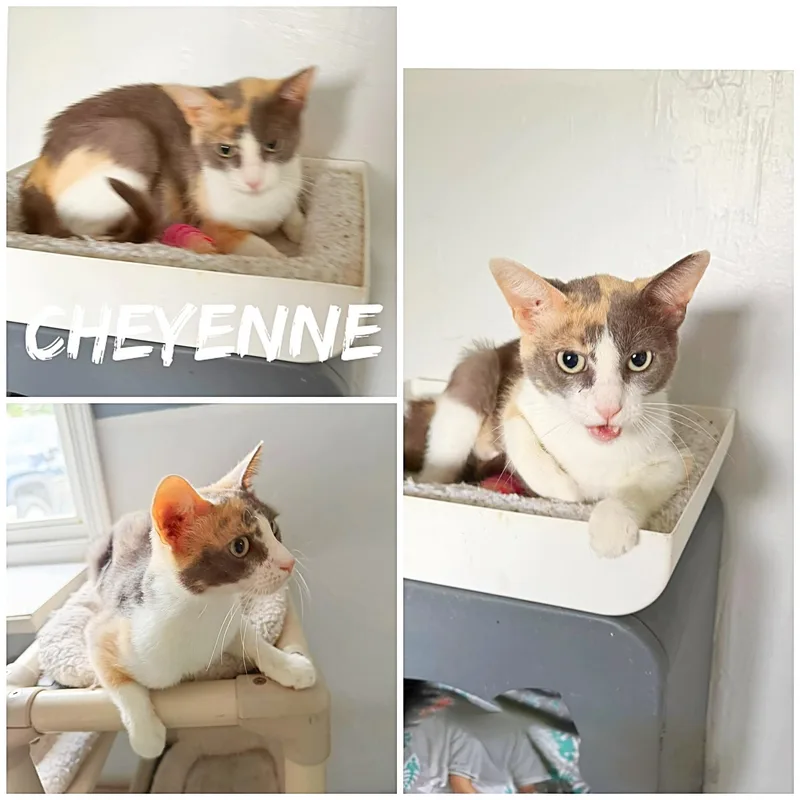 An adult small-sized female Calico Domestic Short Hair cat named Cheyenne for adoption in Saint James, MO