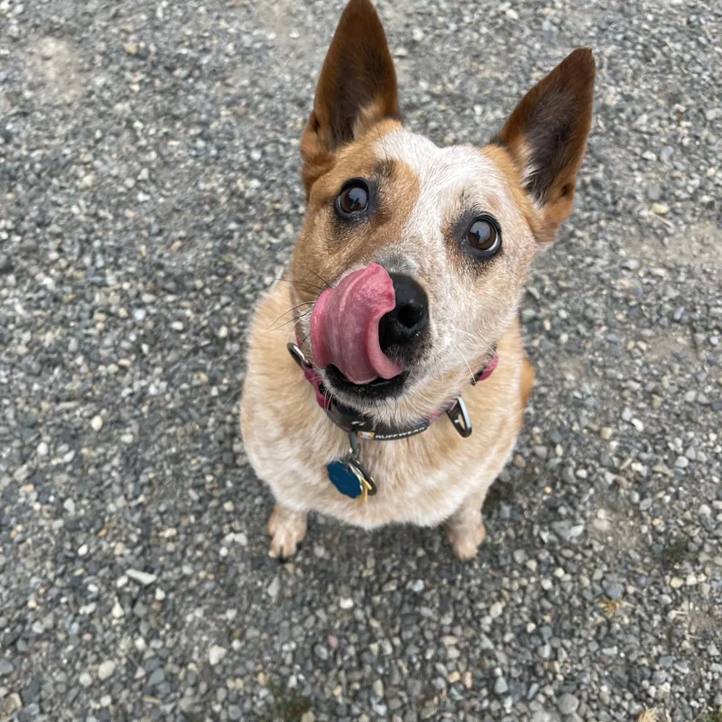 A senior medium-sized male Red / Chestnut / Orange Australian Cattle Dog / Blue Heeler dog named Freddie for adoption in Oakville, WA