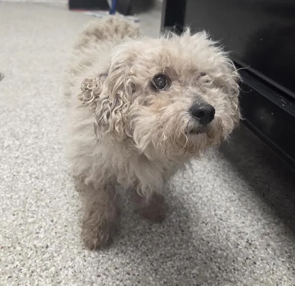 An adult small-sized male Mixed Breed dog named Pepe for adoption in Vancouver, WA