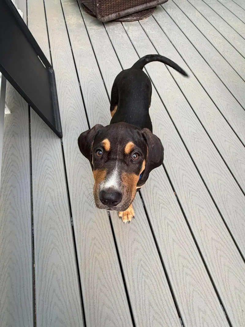 A baby large-sized male Tricolor (Brown, Black, & White) Black Labrador Retriever dog named Corinth for adoption in Billerica, MA