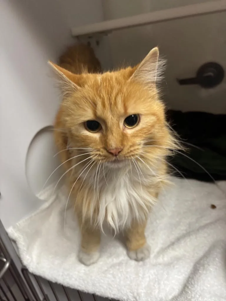 A young medium-sized female Domestic Medium Hair cat named Banana for adoption in Wabash, IN