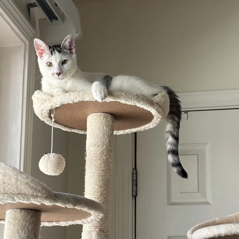 A young medium-sized male Gray & White Domestic Short Hair cat named Linden for adoption in Pacific Palisades, CA