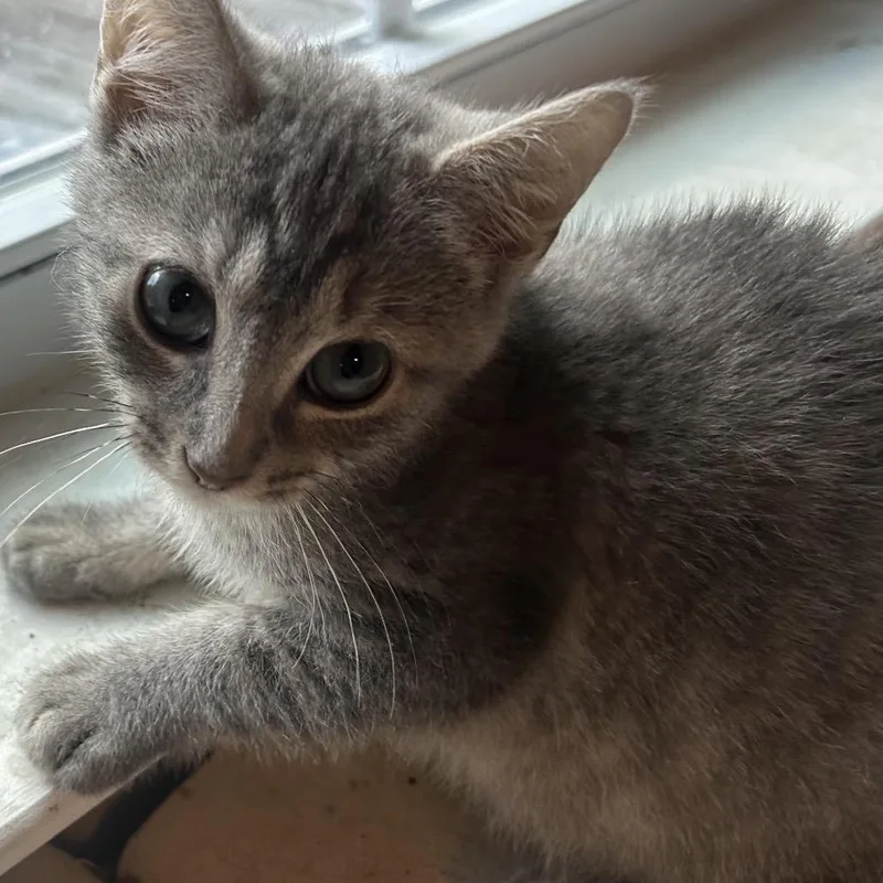 A baby small-sized female Gray / Blue / Silver Domestic Short Hair cat named Neptune for adoption in Winston Salem, NC