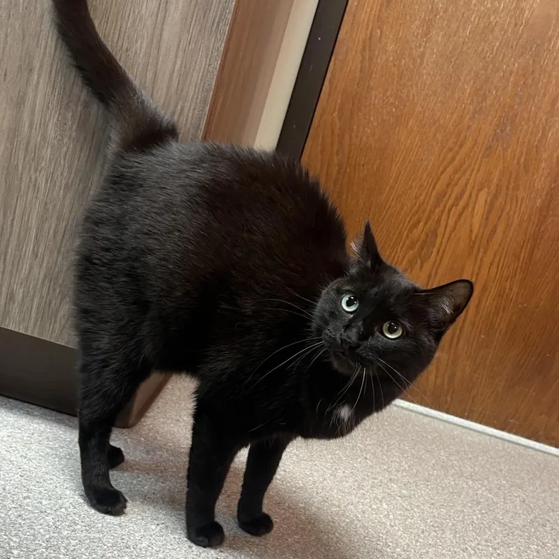 An adult large-sized female Black Domestic Short Hair cat named Lucy for adoption in Kansas City, KS