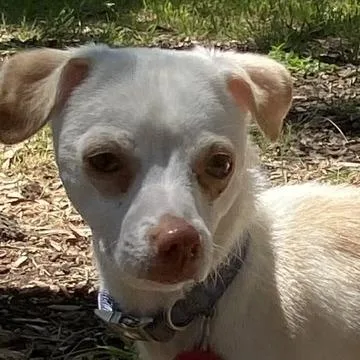 An adult small-sized female White / Cream Chihuahua dog named Twinkle Toes for adoption in Wimberley, TX
