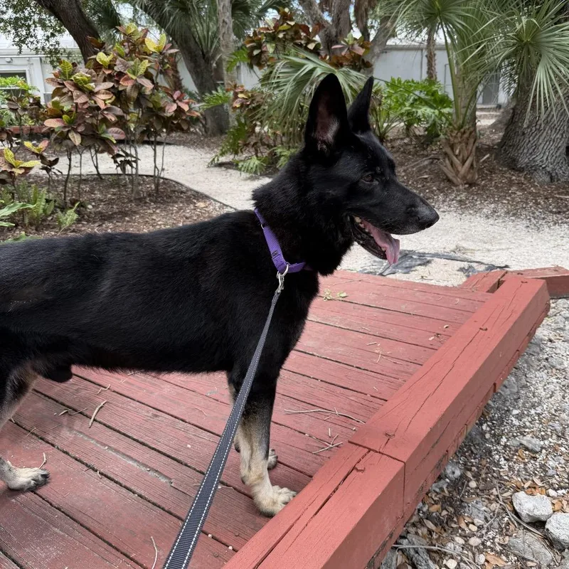 An adult large-sized male Black Mixed Breed dog named George for adoption in Sarasota, FL