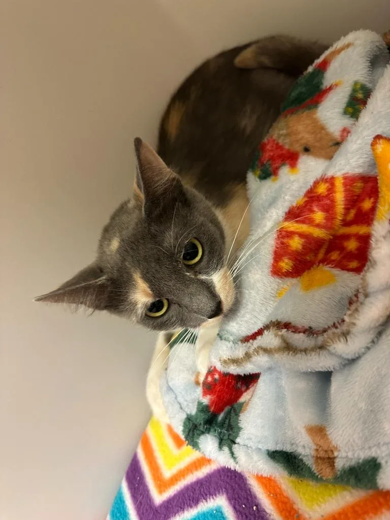 A young small-sized female Domestic Short Hair cat named Senorita for adoption in Blountville, TN