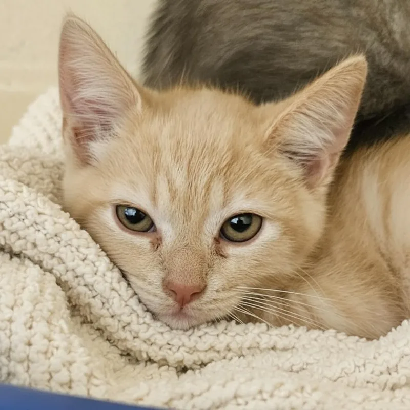 A baby small-sized male Orange & White Domestic Short Hair cat named Bingo for adoption in Elyria, OH