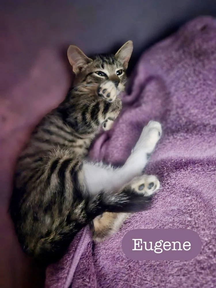 A baby small-sized male Brown / Chocolate Domestic Short Hair cat named Eugene for adoption in Chalfont, PA