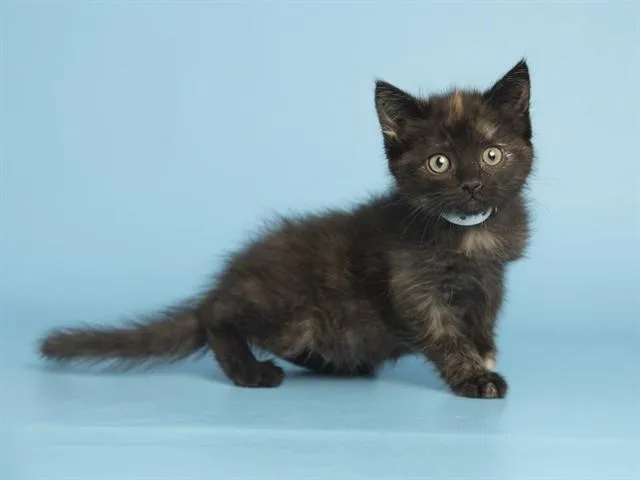 A baby small-sized female Domestic Short Hair cat named Moe for adoption in Phoenix, AZ