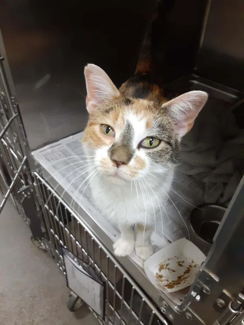 An adult medium-sized female Domestic Short Hair cat named Penelope for adoption in Hagerstown, MD