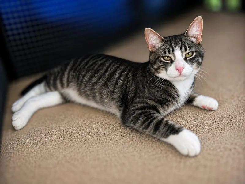 An adult medium-sized male Gray & White Tabby cat named Jenson for adoption in Fresno, CA