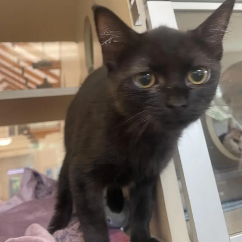 A baby small-sized female Black Domestic Short Hair cat named Nebula for adoption in Gloucester, VA