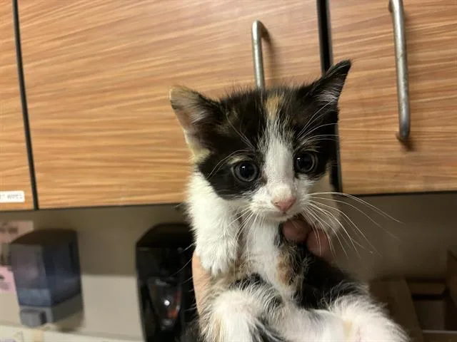 A baby small-sized female Domestic Medium Hair cat named Ember for adoption in Modesto, CA