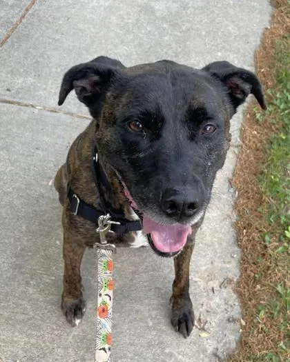 A young medium-sized male Pit Bull Terrier dog named Granite for adoption in Washington, DC