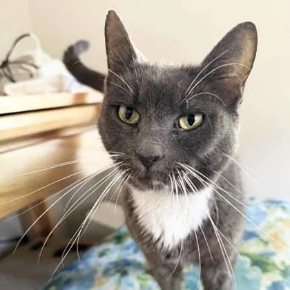 An adult small-sized female Gray / Blue / Silver Domestic Short Hair cat named Chive for adoption in Atlanta, GA