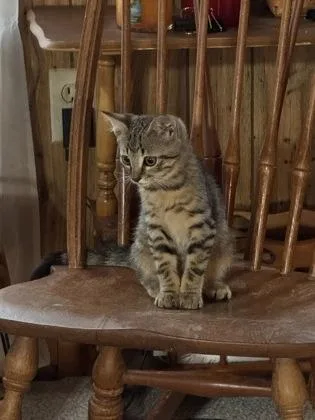 A young medium-sized male Domestic Short Hair cat named Kyle for adoption in Port Republic, MD