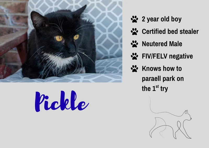 An adult medium-sized male Black & White / Tuxedo Domestic Short Hair cat named Pickle for adoption in Junction City, KS