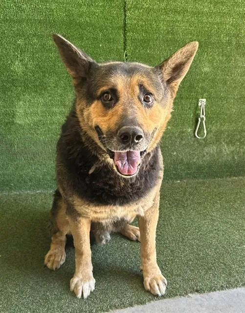 A senior large-sized male German Shepherd Dog dog named Sol for adoption in Lancaster, CA
