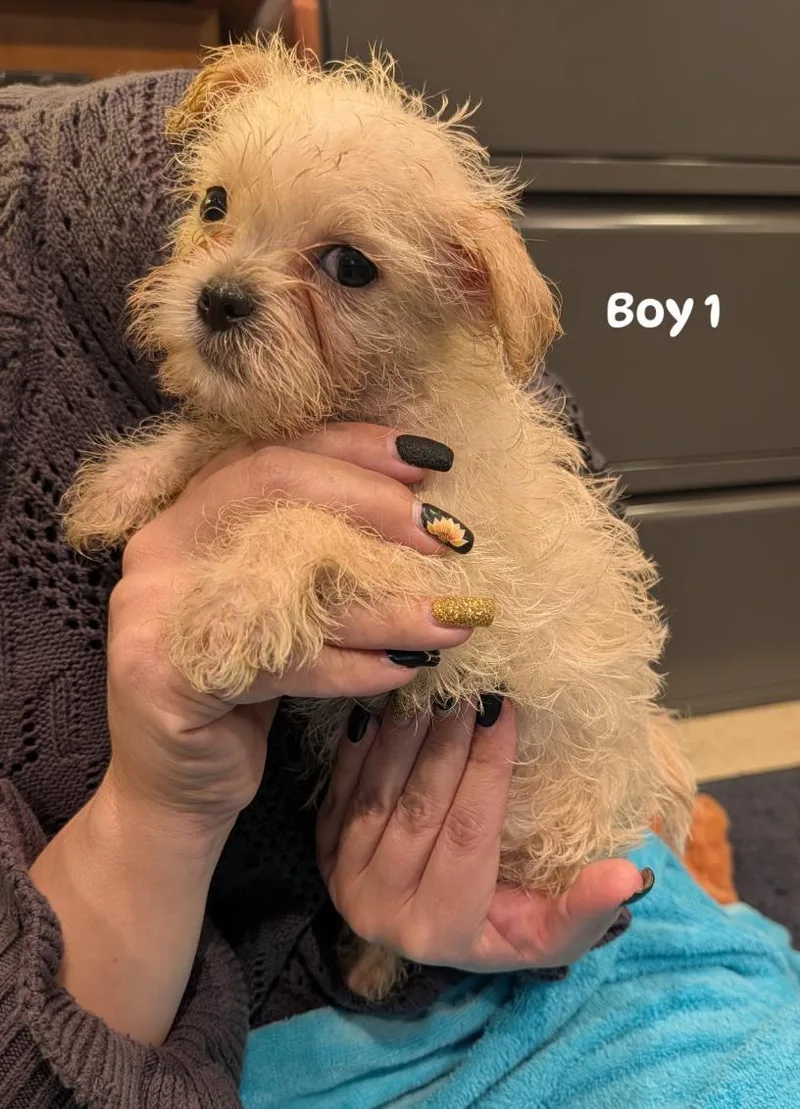 A baby small-sized male Apricot / Beige Wirehaired Terrier dog named Scotch boy for adoption in Brockport, NY
