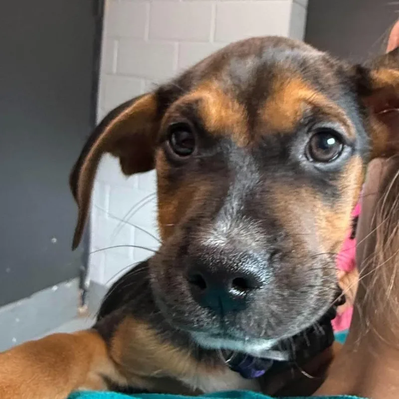 A baby small-sized female Yellow / Tan / Blond / Fawn Mixed Breed dog named Sarah for adoption in Fairfax, VA