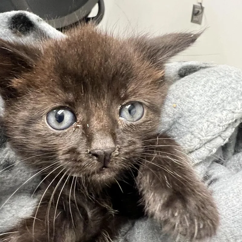 A baby small-sized female Black Domestic Medium Hair cat named Pebbles for adoption in Jacksonville, FL