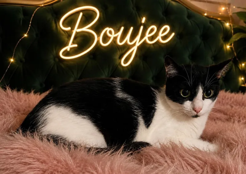 A young large-sized female Domestic Short Hair cat named Boujee for adoption in Dalton, GA