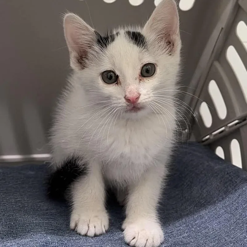 A baby small-sized male White Domestic Short Hair cat named Life Is A Highway for adoption in Boerne, TX
