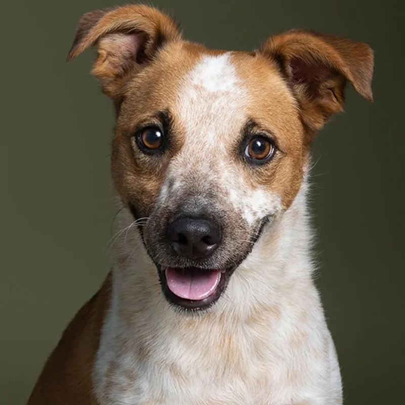 An adult medium-sized female Mixed Breed dog named Charlie for adoption in Leander, TX