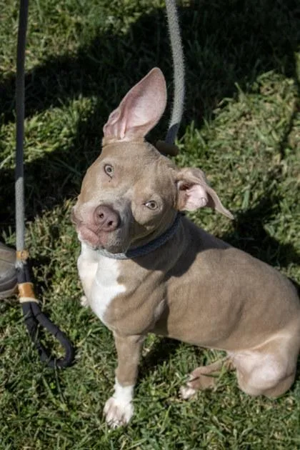 An adult medium-sized female Mixed Breed dog named Bella for adoption in Fallston, MD