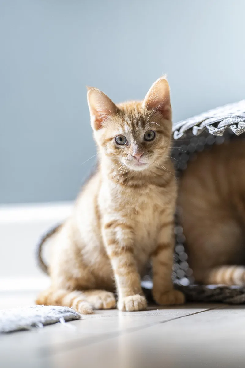 A young medium-sized male Orange / Red Domestic Medium Hair cat named Romi for adoption in Alpharetta, GA