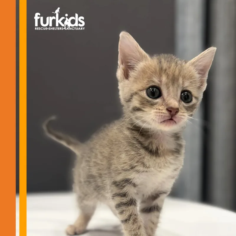 A baby small-sized female Domestic Short Hair cat named Chat for adoption in Cumming, GA