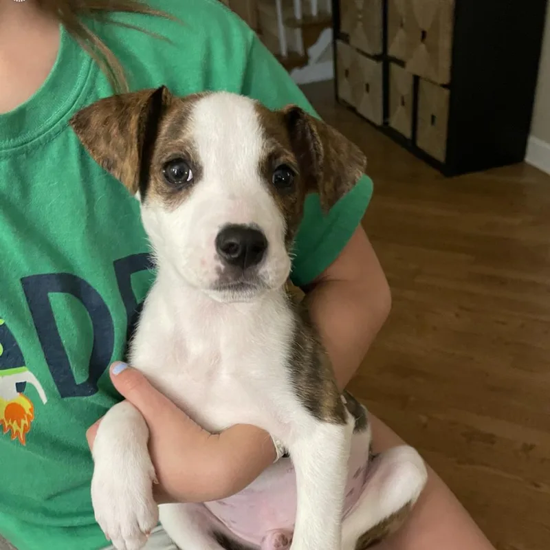 An adult medium-sized male White / Cream Cattle Dog dog named Urchin for adoption in Covington, GA
