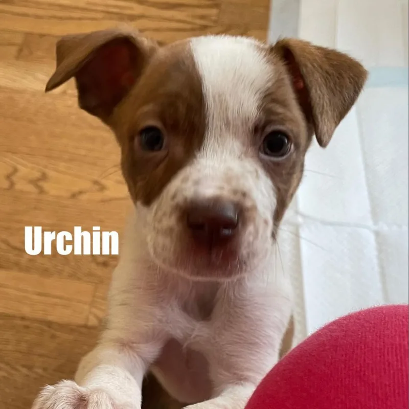 Urchin thumbnail 5