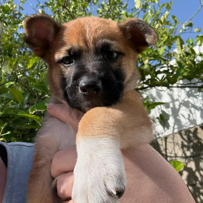 A baby small-sized male Yellow / Tan / Blond / Fawn German Shepherd Dog dog named Hamilton for adoption in North Hollywood, CA
