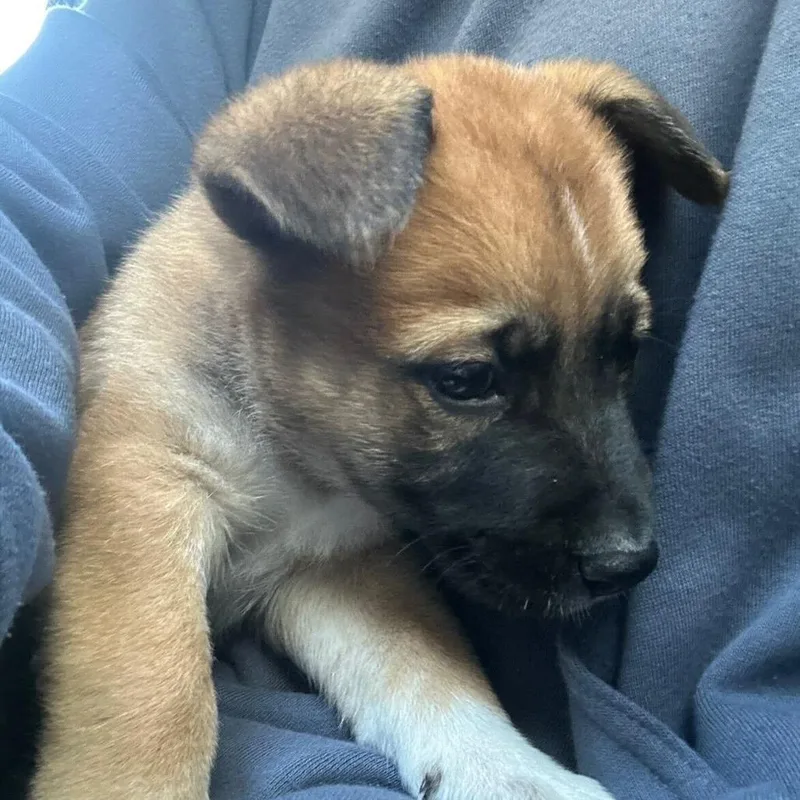 Hamilton thumbnail 4