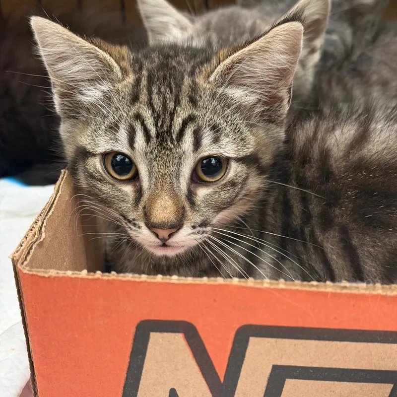A baby small-sized male Brown / Chocolate Domestic Short Hair cat named FlatTop Grill for adoption in Westminster, CA