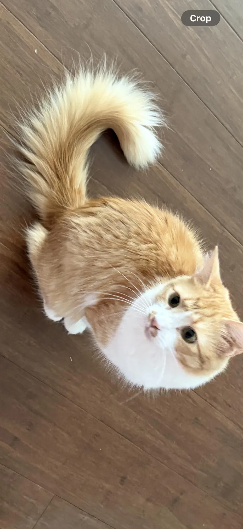 An adult medium-sized female Tabby (Orange / Red) Domestic Medium Hair cat named Francesca for adoption in Marvin, NC