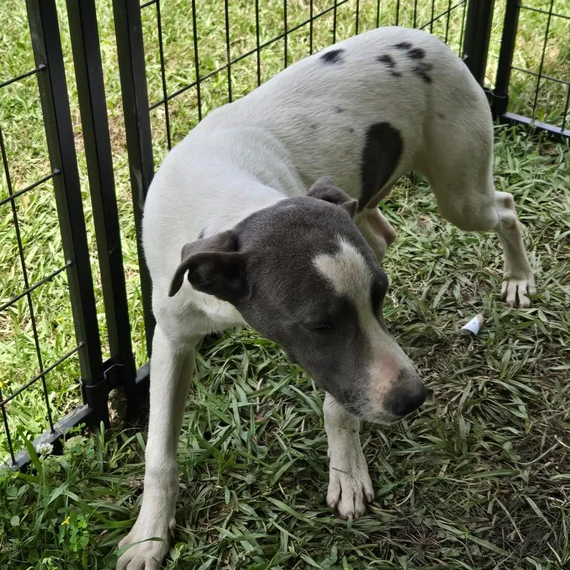 A young medium-sized male White / Cream Labrador Retriever dog named Bandito for adoption in Waggaman, LA