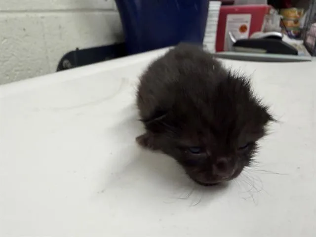 A baby small-sized male Domestic Short Hair cat named Aladdin for adoption in Chula Vista, CA