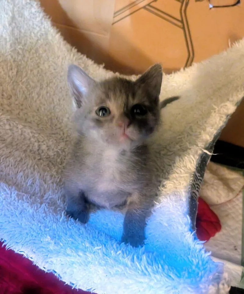 A baby small-sized male Domestic Short Hair cat named Mighty Mouse for adoption in Chalfont, PA