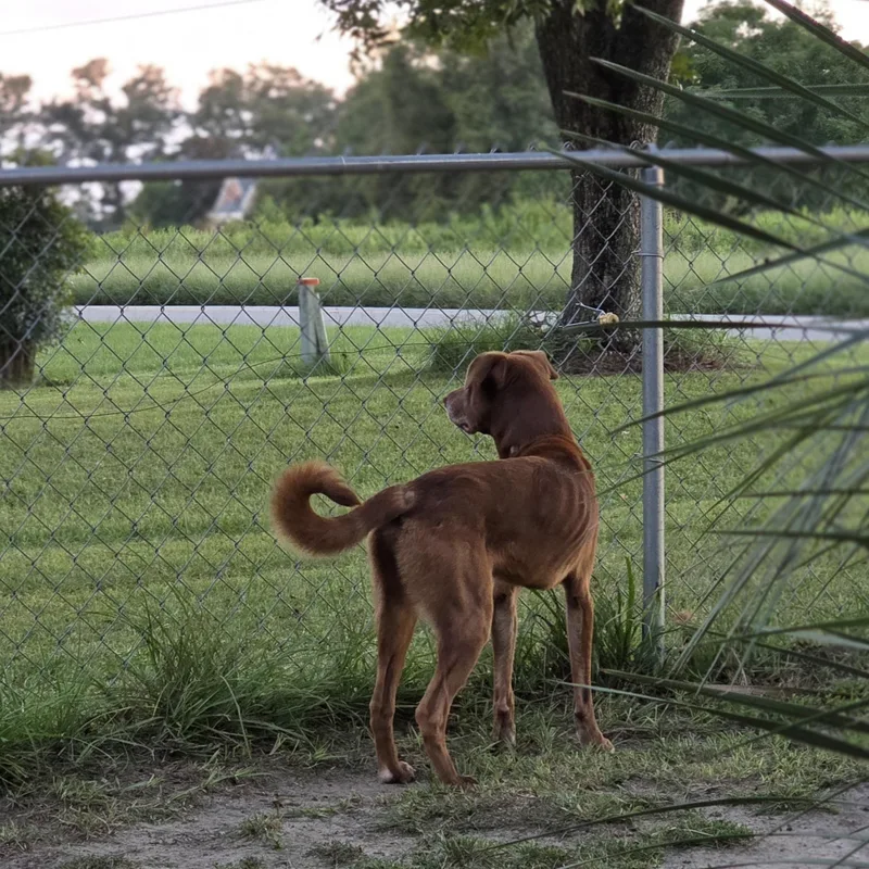 An adult medium-sized male Labrador Retriever dog named Otis for adoption in Douglas, GA