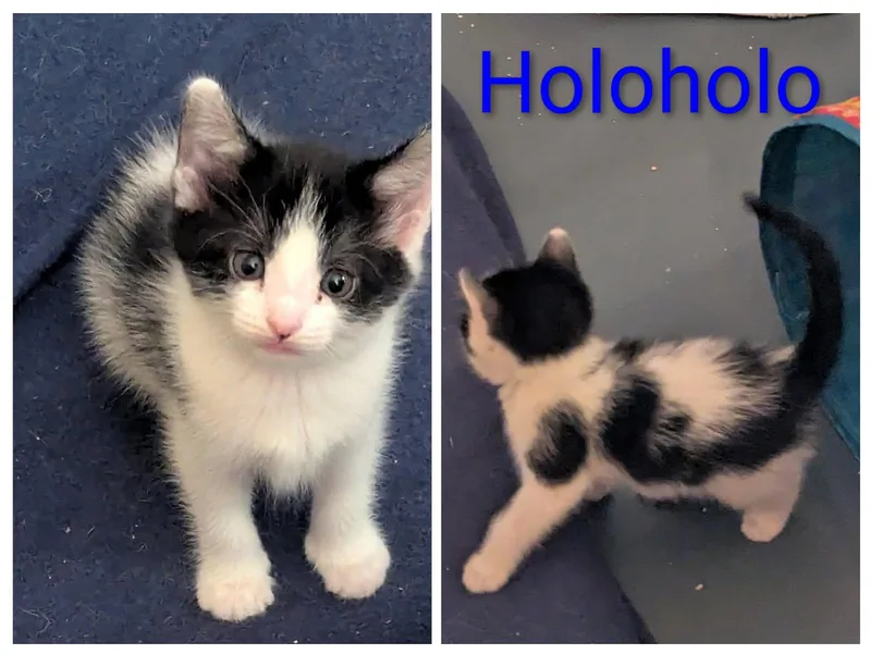 A baby medium-sized female Black American Shorthair cat named Holoholo for adoption in Pinedale, WY