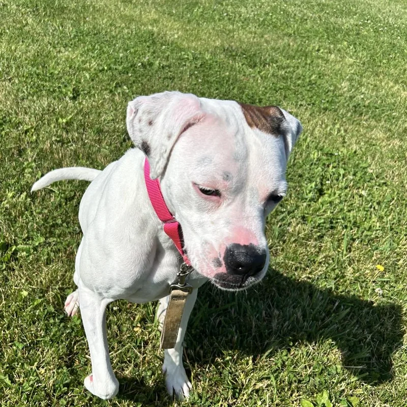 An adult medium-sized female White / Cream Boxer dog named Olive for adoption in Uniontown, PA