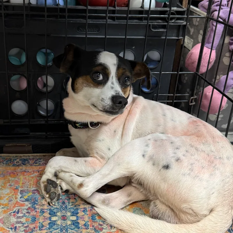 An adult small-sized female Tricolor (Brown, Black, & White) Chihuahua dog named Buzz  Lightyear for adoption in Oklahoma City, OK