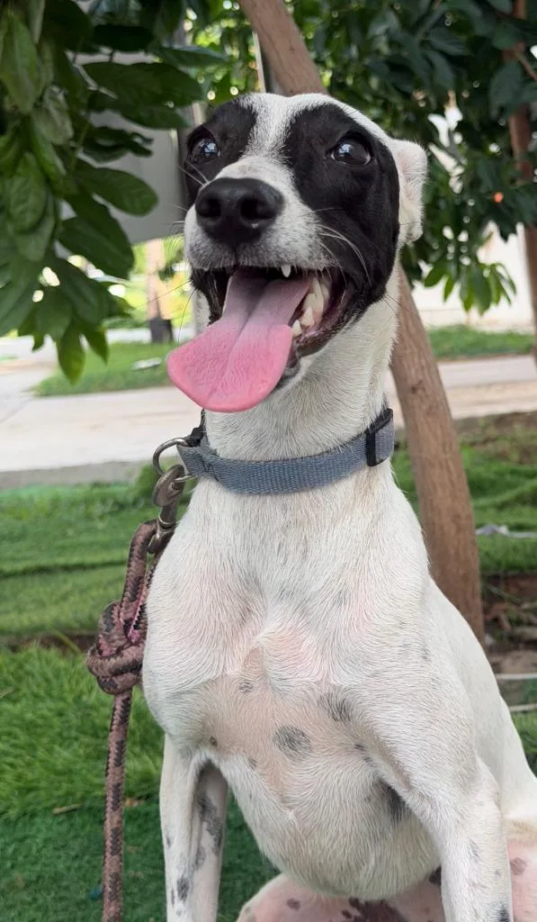 A baby small-sized female Whippet dog named Raccoon for adoption in San Diego, CA