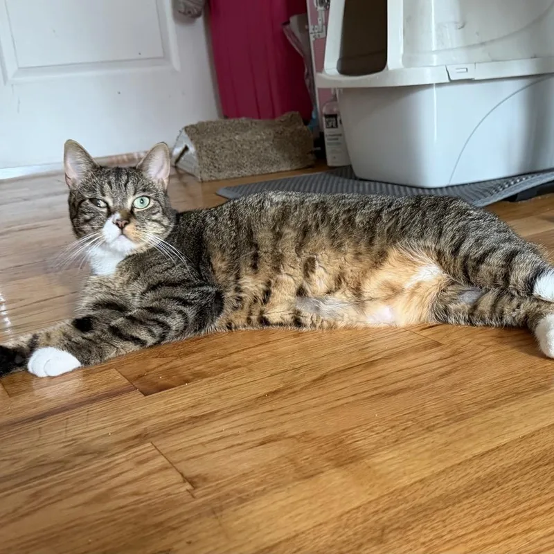 An adult large-sized female Brown / Chocolate Domestic Short Hair cat named Esperanza for adoption in Middle Village, NY