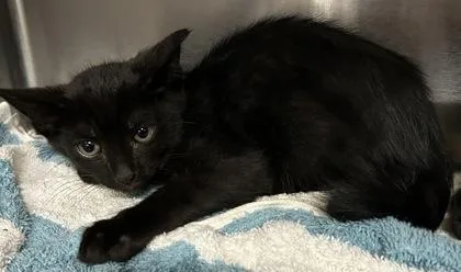 A young small-sized male Domestic Short Hair cat named Daifuku for adoption in Phoenix, AZ