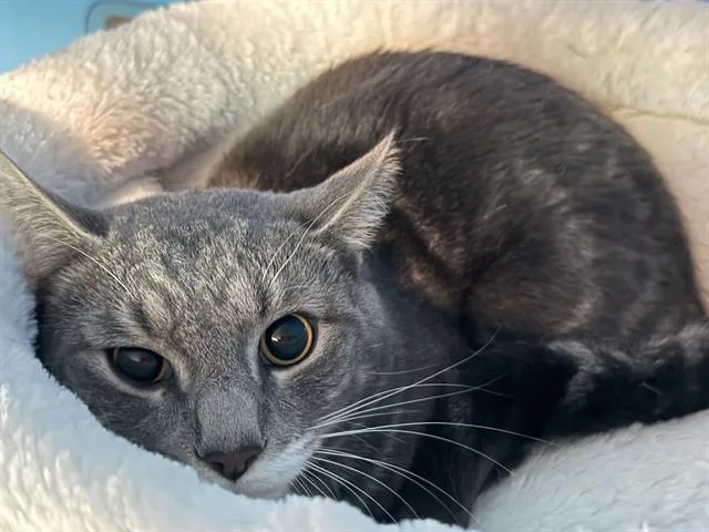 A young medium-sized male Domestic Short Hair cat named Goldblum for adoption in Boston, MA